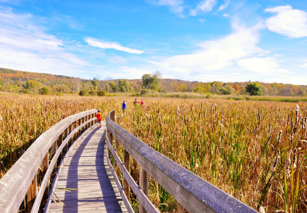 an image of a beautiful field with a happy family walking along a path in the middle of what looks like a large field of oats